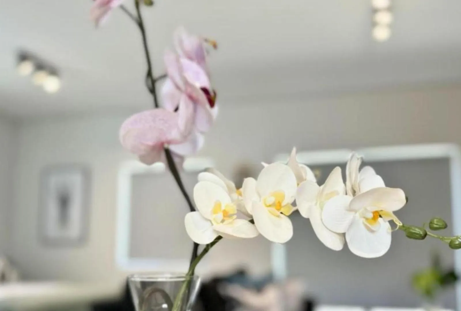 Obs Centre Luxe Loft Apartment Cape Town South Africa